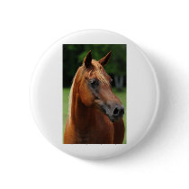 The Arabian mare Pin