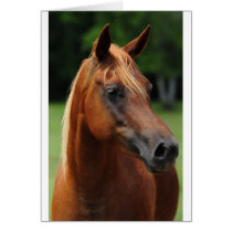 The Arabian mare Cards