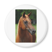 The Arabian mare Magnets