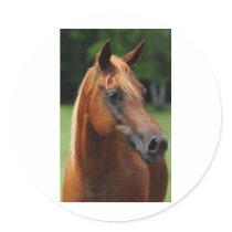 The Arabian mare Sticker