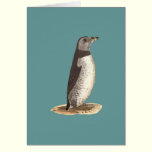 The Arctic Puffin	(Mormon arcticus) cards