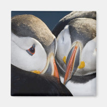 The Atlantic Puffin, a pelagic seabird, shown 3 Refrigerator Magnet