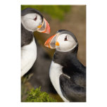 The Atlantic Puffin, a pelagic seabird, shown 3 Photo