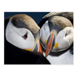 The Atlantic Puffin, a pelagic seabird, shown 3 Postcards