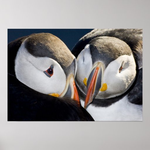The Atlantic Puffin, a pelagic seabird, shown 3 Print