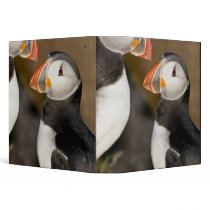 The Atlantic Puffin, a pelagic seabird, shown 3 Ring Binder