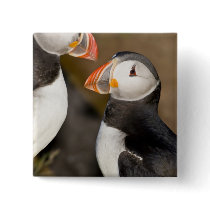 The Atlantic Puffin, a pelagic seabird, shown Pins