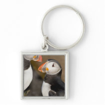 The Atlantic Puffin, a pelagic seabird, shown Keychain