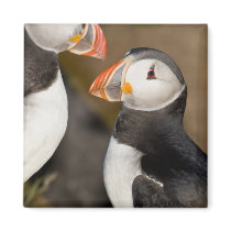 The Atlantic Puffin, a pelagic seabird, shown Refrigerator Magnets