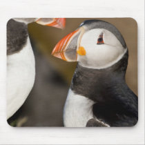 The Atlantic Puffin, a pelagic seabird, shown Mouse Pads