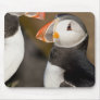 The Atlantic Puffin, a pelagic seabird, shown Mouse Pads
