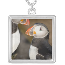 The Atlantic Puffin, a pelagic seabird, shown Custom Jewelry