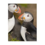 The Atlantic Puffin, a pelagic seabird, shown Post Card