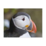 The Atlantic Puffin, a pelagic seabird, shown