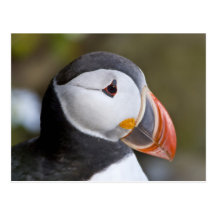 The Atlantic Puffin, a pelagic seabird, shown Post Card