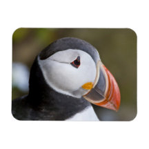 The Atlantic Puffin, a pelagic seabird, shown Flexible Magnet