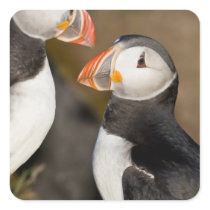 The Atlantic Puffin, a pelagic seabird, shown Square Sticker