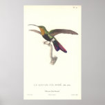 The Aurulent Hummingbird by Rene Primevere Lesson Posters