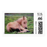 The Baby, www.ThunderingHoovesPhotography.com Stamps