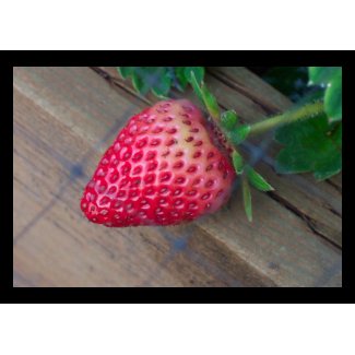 The Backyard Strawberry card