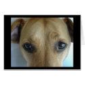 The Bad Dog Sees You cards by brookeketchum The Bad Dog Sees You cards
