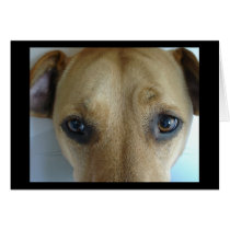 The Bad Dog Sees You cards by brookeketchum The Bad Dog Sees You cards