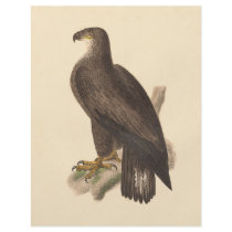 The Bald Eagle (Haliaetos leucocephalus) Flyers
