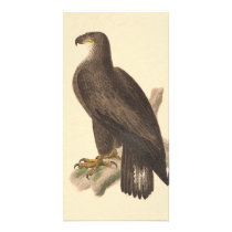 The Bald Eagle (Haliaetos leucocephalus) Photo Card Template