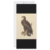 The Bald Eagle (Haliaetos leucocephalus) Full Color Rack Card