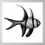 The Banggai Cardinalfish Poster The Banggai Cardinalfish Poster