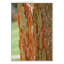 The Bark of Youth cards by CHOLOEPUS The Bark of Youth cards