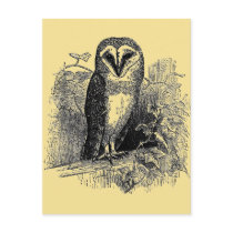The Barn Owl Post Card