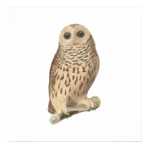 The Barred Owl