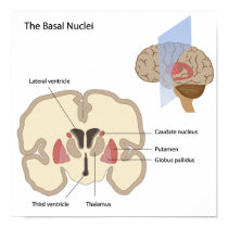 The basal nuclei of the brain Poster