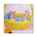 the basket case Magnet by KatAnnette the basket case Magnet