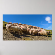 The Basque-Béarnaise or Basque Sheep Herd Posters