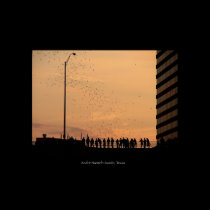 The bats of Austin posters