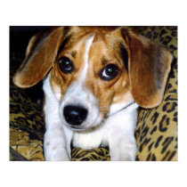 The Beagle (#1) posters