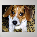 The Beagle (#1) posters