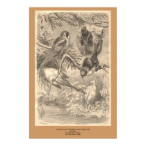 The Bearded Titmouse, The Long-Tailed Tit posters