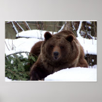 the Bears of Bern Posters
