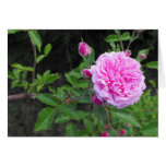 The Beauty of a Flower Greeting Cards