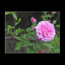 The Beauty of a Flower postcards