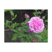 The Beauty of a Flower postcards