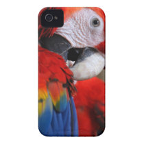 The Beauty of a Macaw Case-Mate iPhone 4 Cases