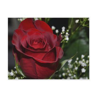 The Beauty of a Red Rose postcard