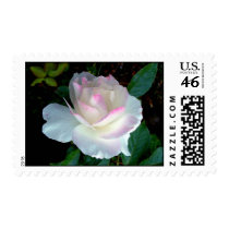 THE BEAUTY OF A ROSE... postage