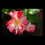 The Beauty of a rose posters