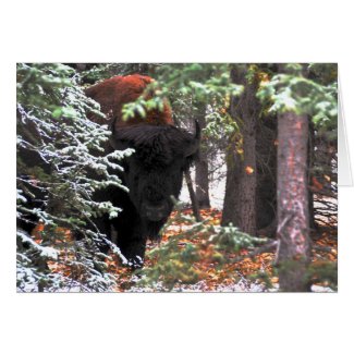 The Beauty of Chisana Greeting Cards