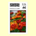 The Beauty of Fall postage